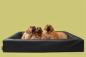 Preview: Hundebett Schwarz Quadratisch 70 x 60 x 15 cm BIA